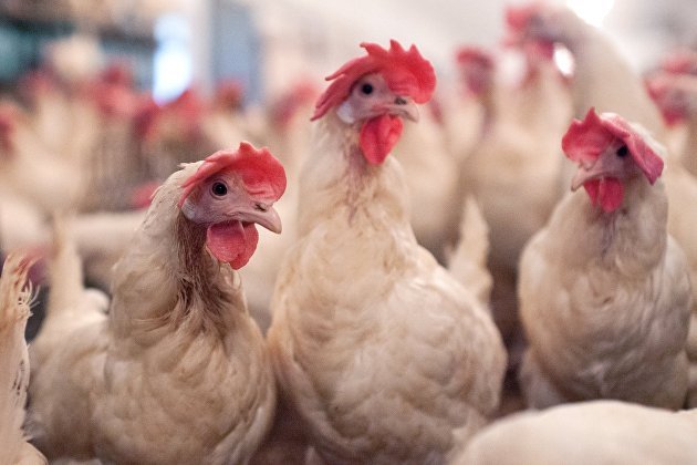 В связи с новой вспышкой птичьего гриппа в Японии уничтожат 56 тысяч кур