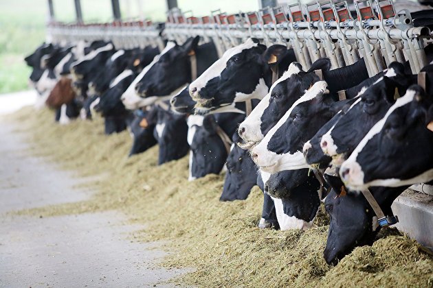 Животноводы смогут получать субсидии для возмещения затрат на выращивание крупного рогатого скота