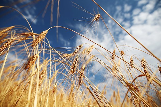 Клуб аграрного бизнеса допустил падение урожая зерна на Украине в 2023 году на 34 процента