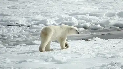 Белый медведь, нарушивший ПДД в Арктике, стал героем соцсетей