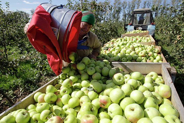 Агрохолдинг "Степь" собрал рекордные более 39 тысяч тонн яблок в 2022 году