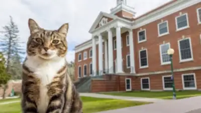 Американскому коту присвоили почетную степень доктора литературы